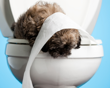 biodegradable pet waste bags